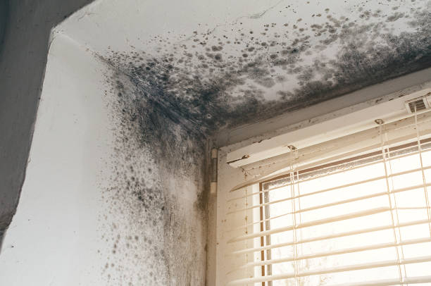 Affordable Mold Removal solutions in Ephrata, WA